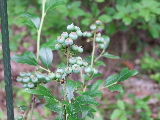 e0088260_21222270.jpg