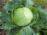 e0088260_21223877.jpg