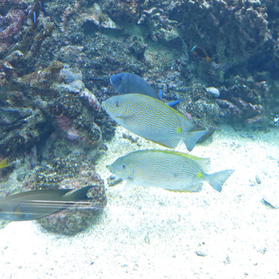 c0117570_1531228.jpg