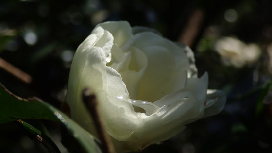 e0024081_1451241.jpg