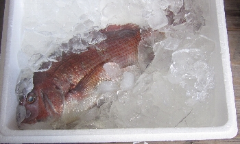 f0003283_12423417.jpg