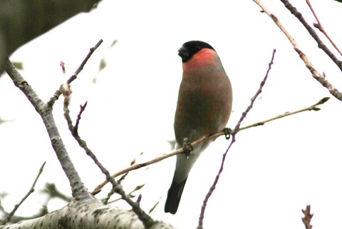 e0197884_14192796.jpg