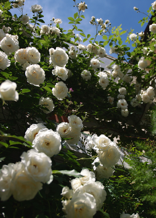 f0166982_11362634.jpg