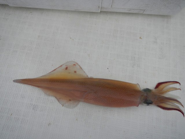 c0176183_206550.jpg