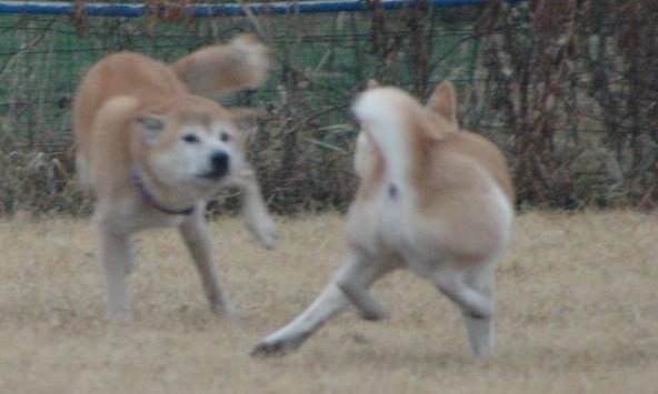 c0123890_20153223.jpg