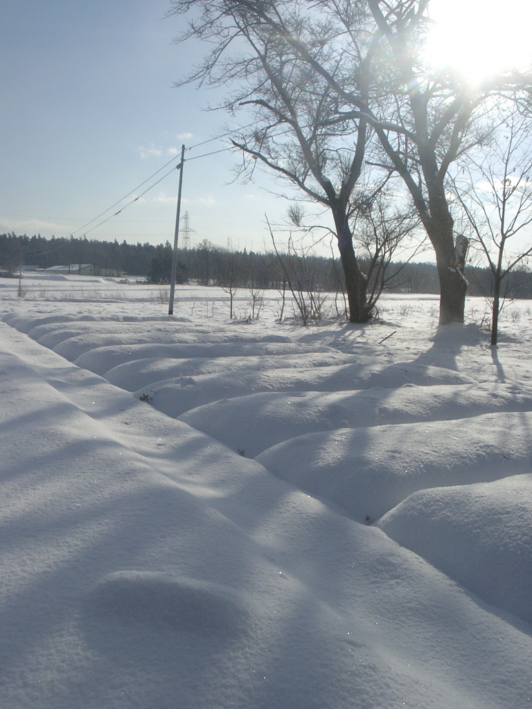d0007735_1551633.jpg