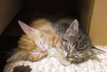 c0193788_0305617.gif