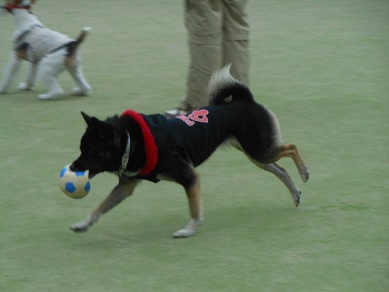 a0137294_8512292.jpg