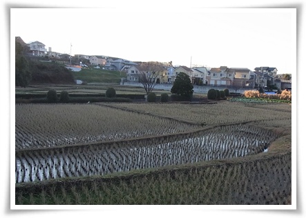 田んぼ