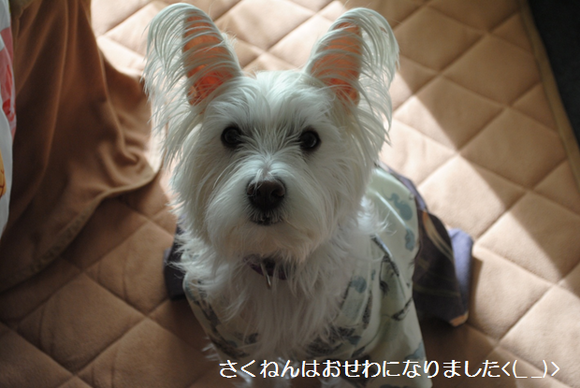 b0242873_2242717.png