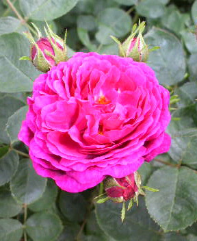 e0175702_2573069.jpg