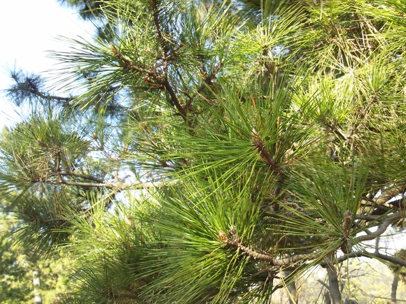 c0150520_17261366.jpg