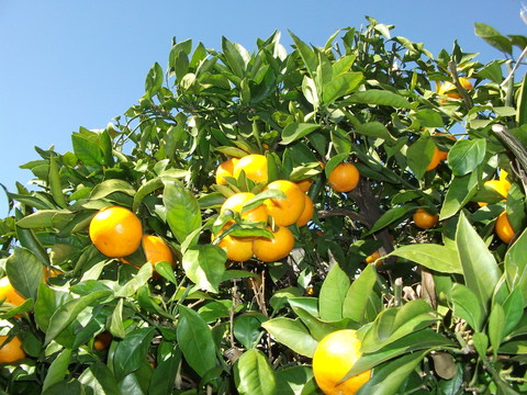 a0279321_1531871.jpg