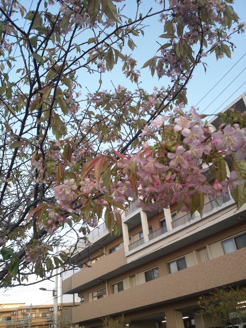 b0175335_11461192.jpg