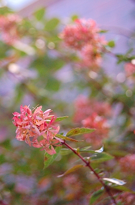 e0025655_545066.jpg