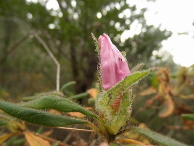 f0057070_1734328.jpg
