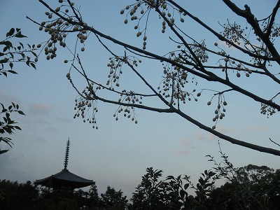 f0057070_1734343.jpg