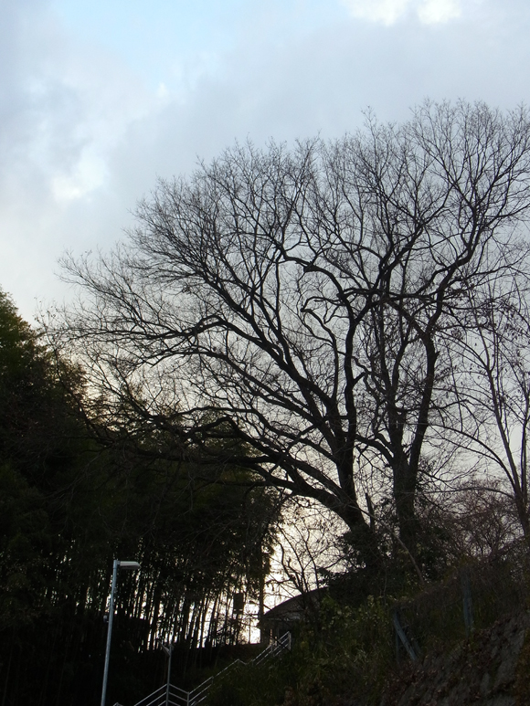 e0083517_1165838.jpg