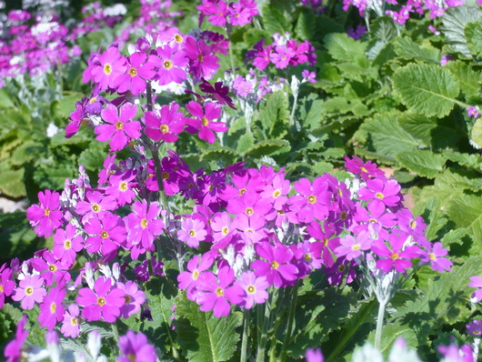 a0206332_1230621.jpg