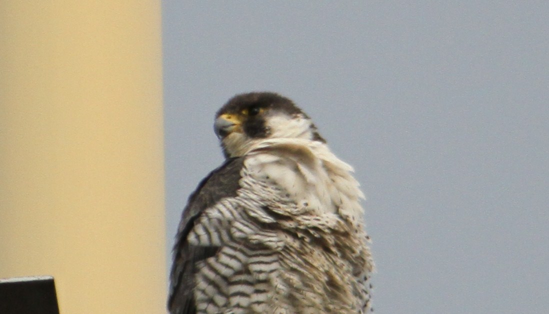 e0197884_1810029.jpg