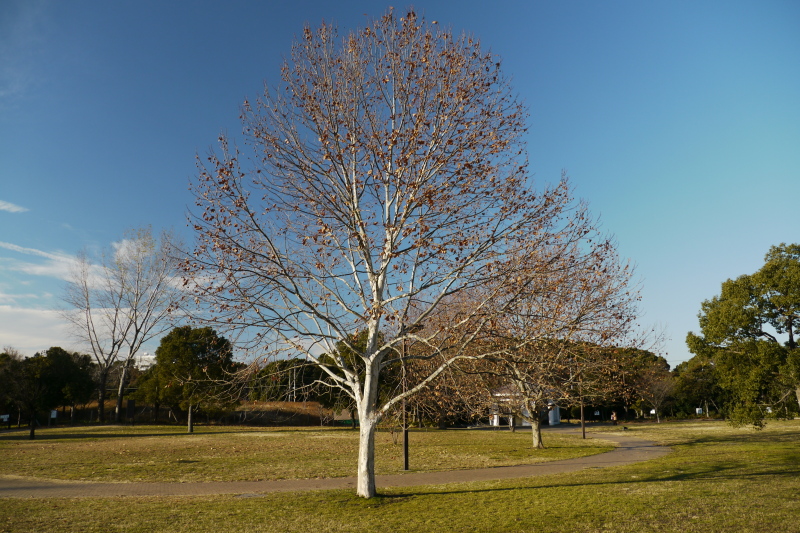b0190242_1644728.jpg
