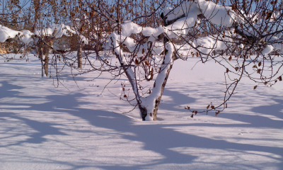 c0069380_1530257.jpg