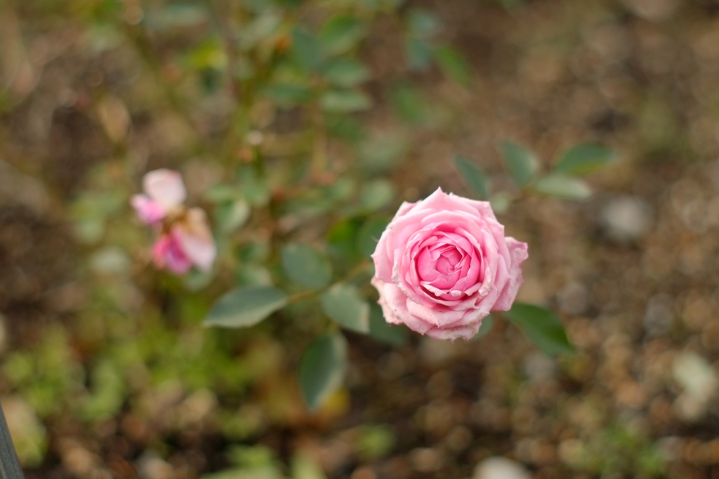 b0138101_3383184.jpg