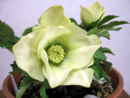 c0147952_17143797.jpg