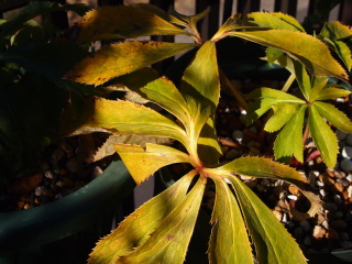 e0105760_571168.jpg