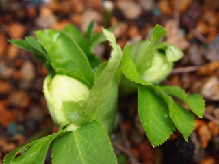 e0105760_581442.jpg