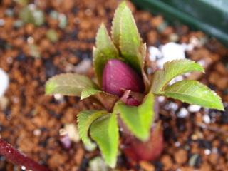 e0105760_59104.jpg