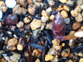 e0105760_59307.jpg