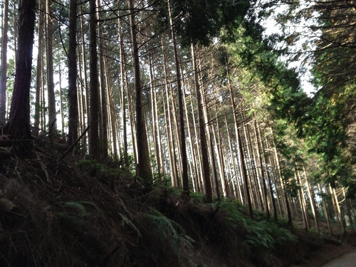 c0225169_3242365.jpg