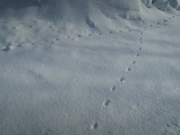 e0155085_17563337.jpg