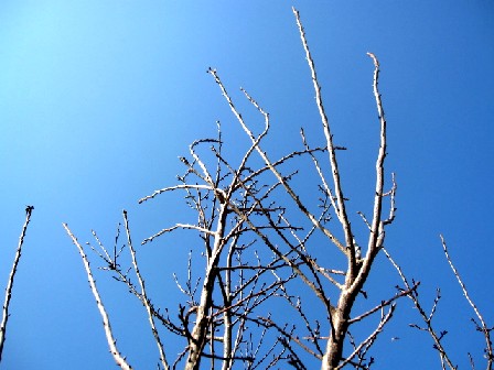 a0040103_20122548.jpg