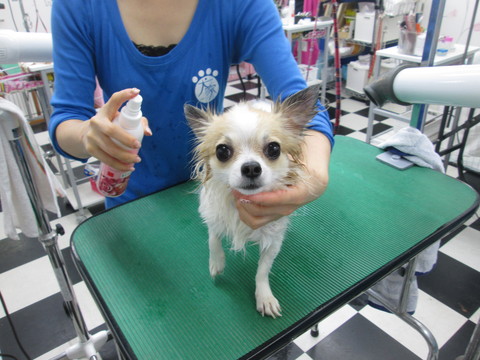 a0176220_155108.jpg