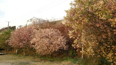 e0143667_14254378.jpg