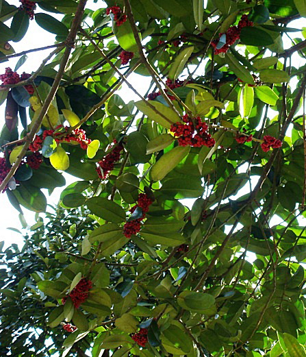 b0068423_22393669.jpg