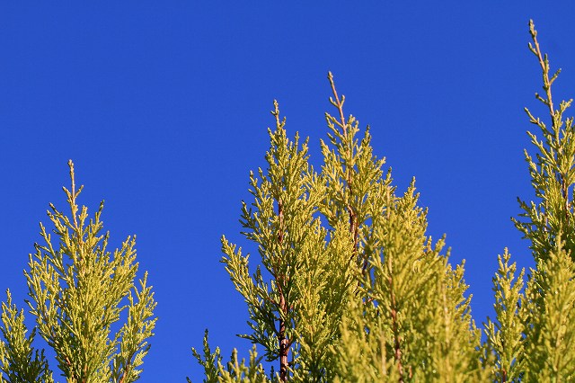 a0242438_19333311.jpg
