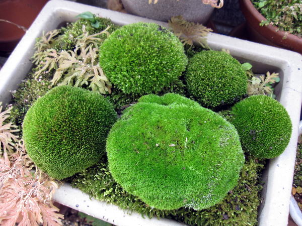 c0147952_20505459.jpg