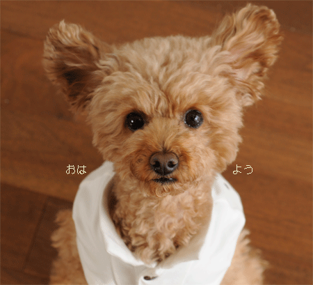 c0196673_714128.gif
