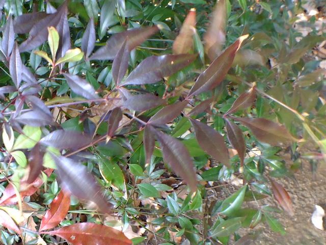 e0145782_1050102.jpg