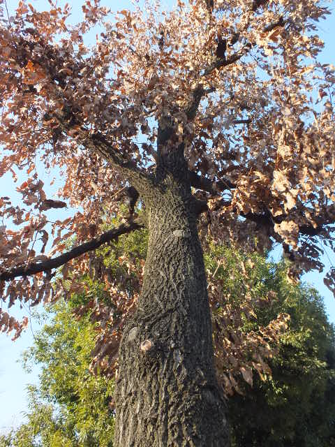 e0145782_10504036.jpg