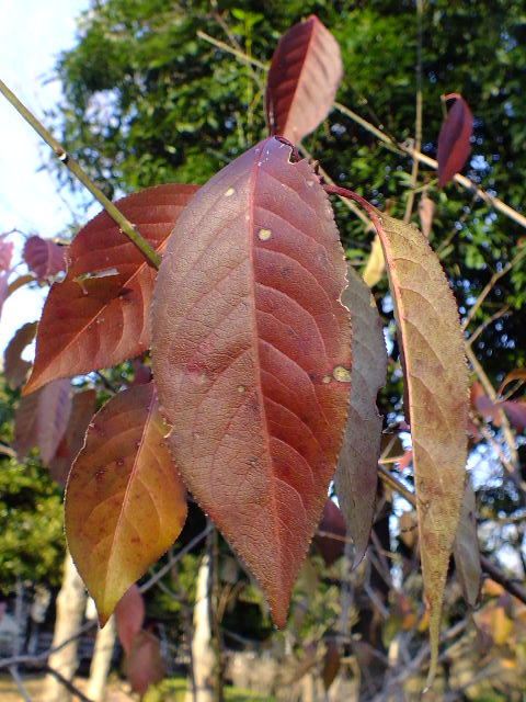 e0145782_10511550.jpg