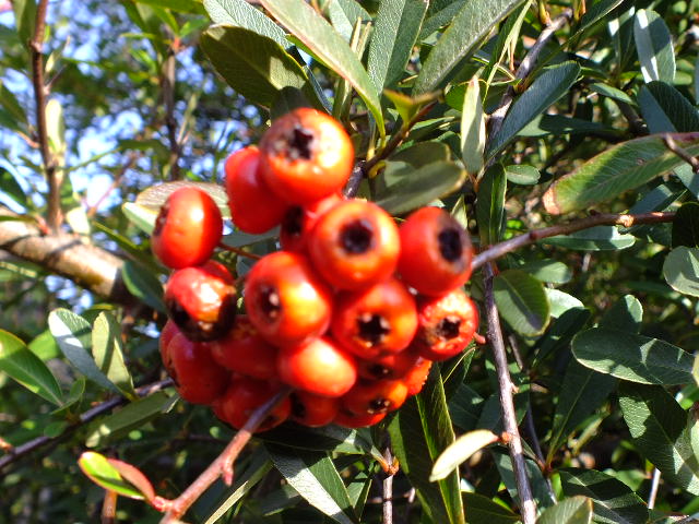 e0145782_10522524.jpg