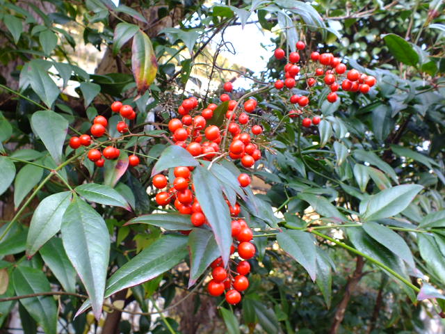 e0145782_10535631.jpg