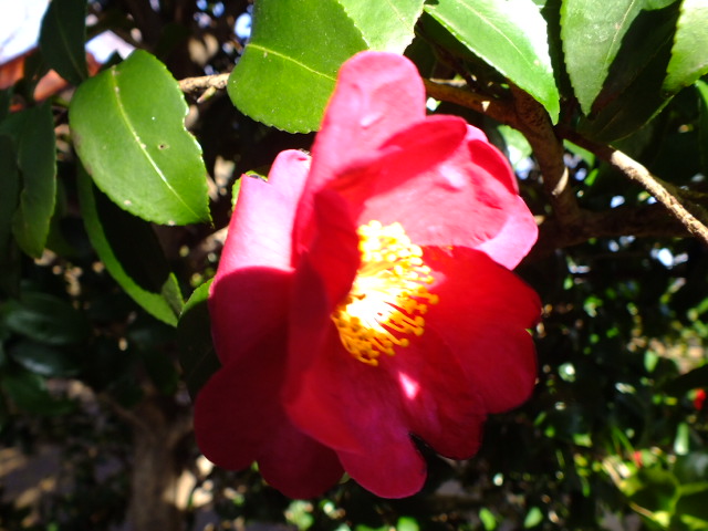 e0145782_1175688.jpg