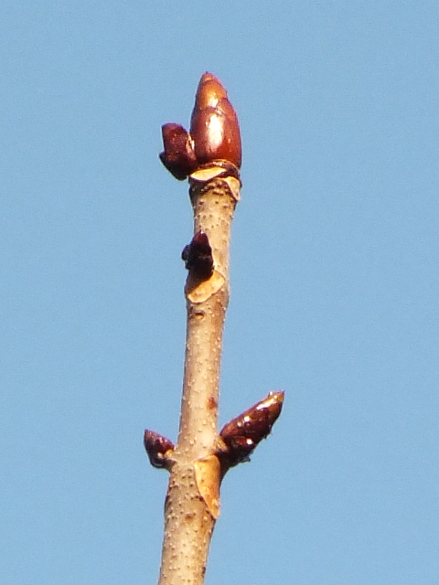 e0145782_1183176.jpg