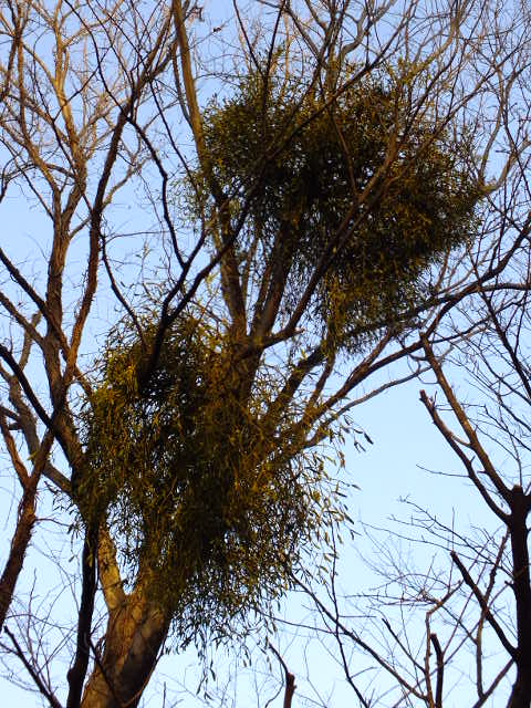e0145782_119627.jpg