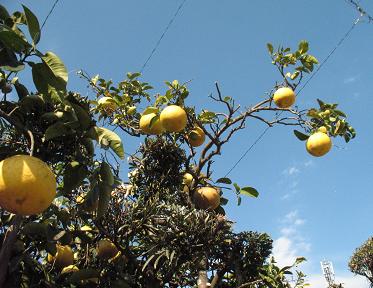 e0130185_12411925.jpg